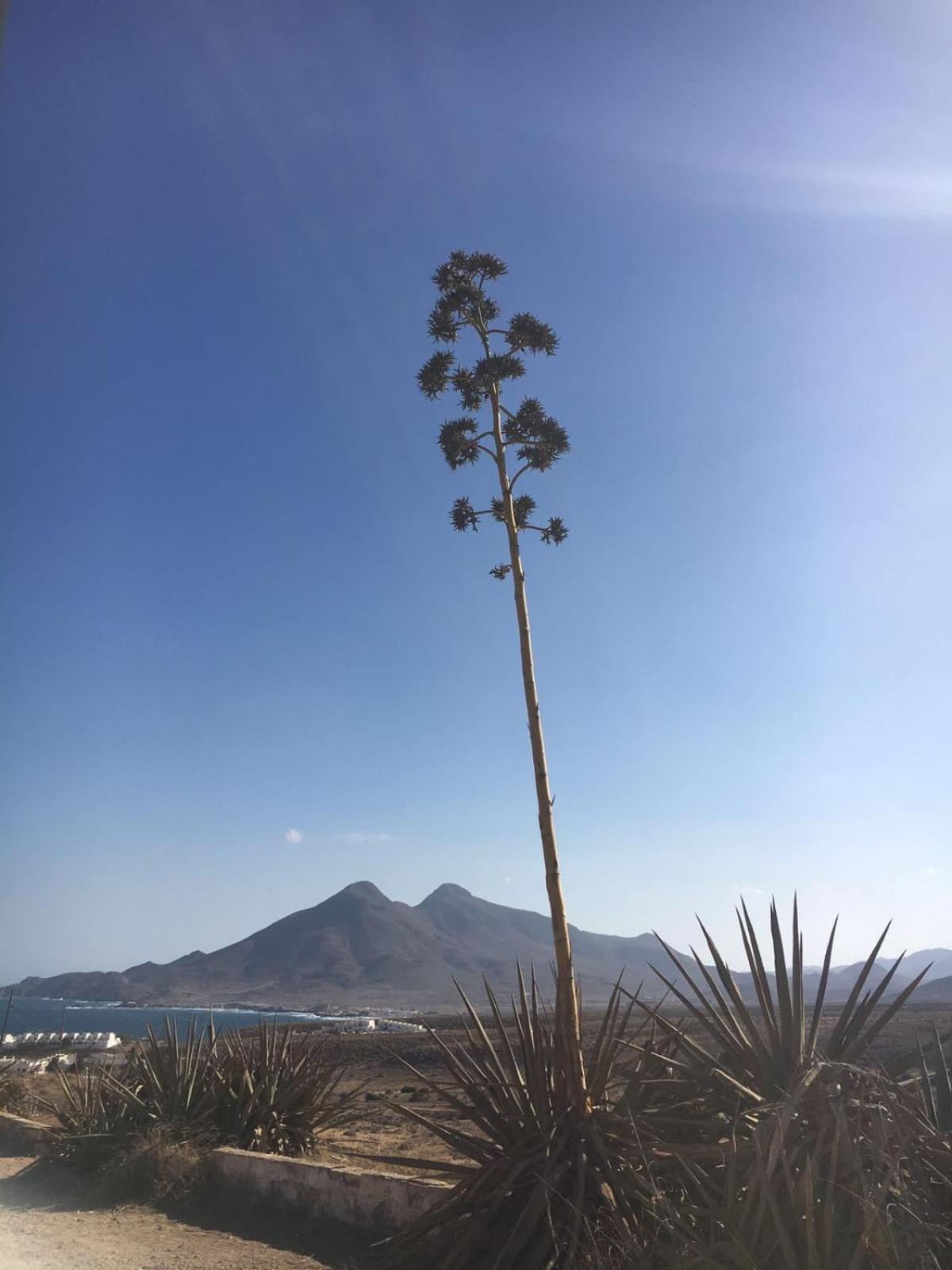 Casas Rurales Cortijo Torreblanca Parque Cabo De Gata El Pozo de los Frailes Eksteriør bilde